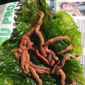 YOSUN KURDU(İZMİR KURDU)