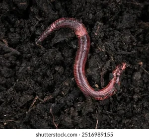 TOPRAK SOLUCANI (KARA MAMMA) CANLI