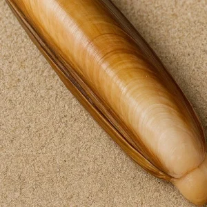 SÜLÜNEZ (KARGI MİDYE) CANLI